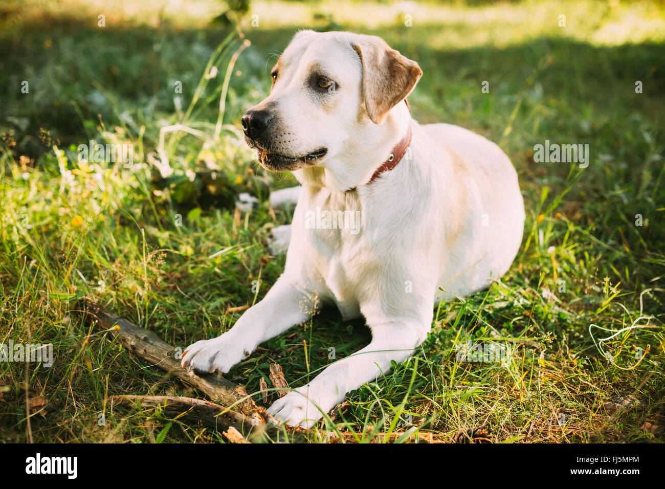Young Funny White Labrador Dog Sitting In Green Summer Grass Outdoor. Only dog. Popular breed Stock Photo