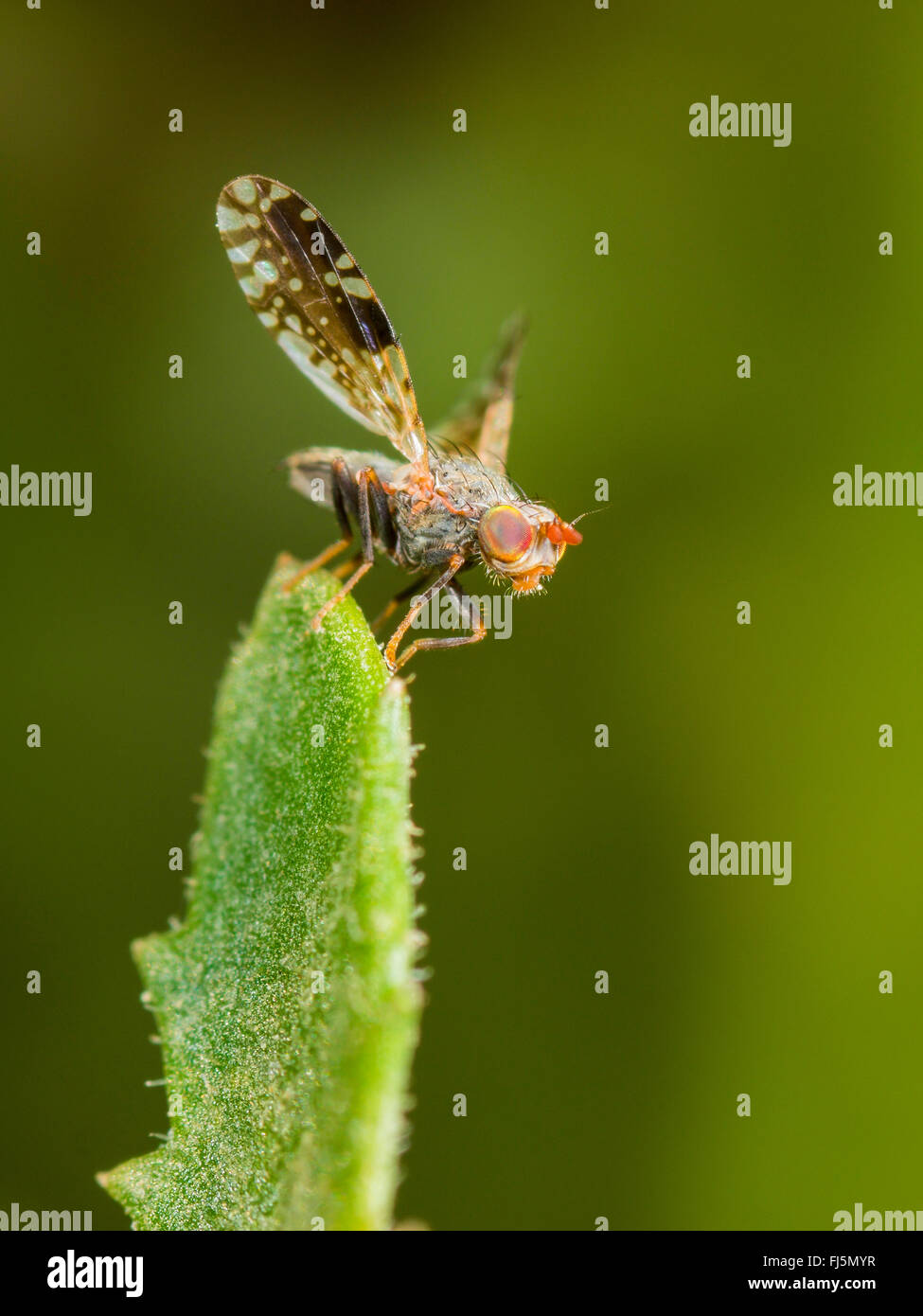 Tephritid fly (Tephritis neesii), Wing-waving male on ox-eye daisy (Leucanthemum vulgare), Germany Stock Photo