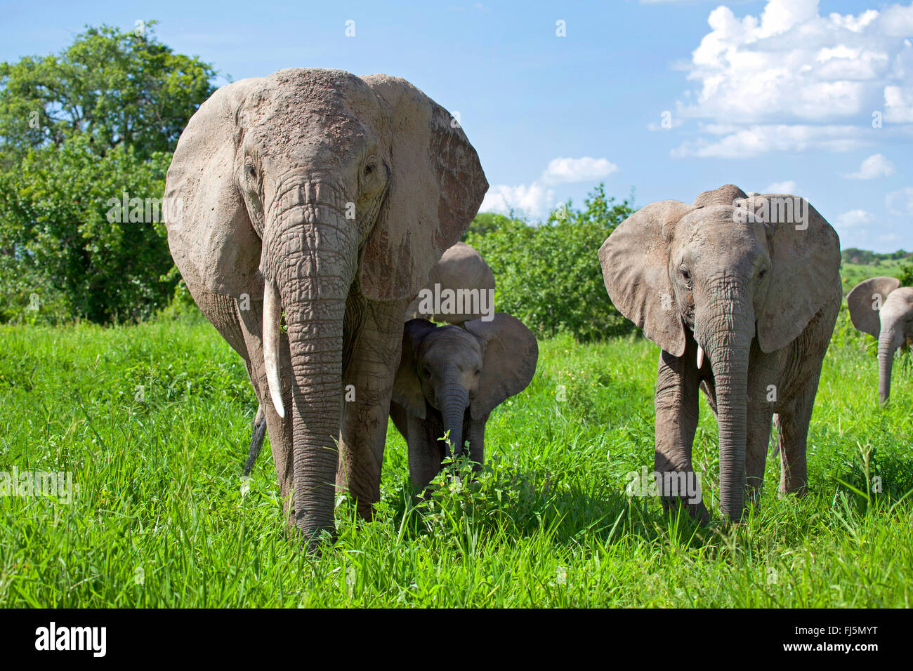 African elephant (Loxodonta africana), cow elephant with calves on grass, Kenya Stock Photo