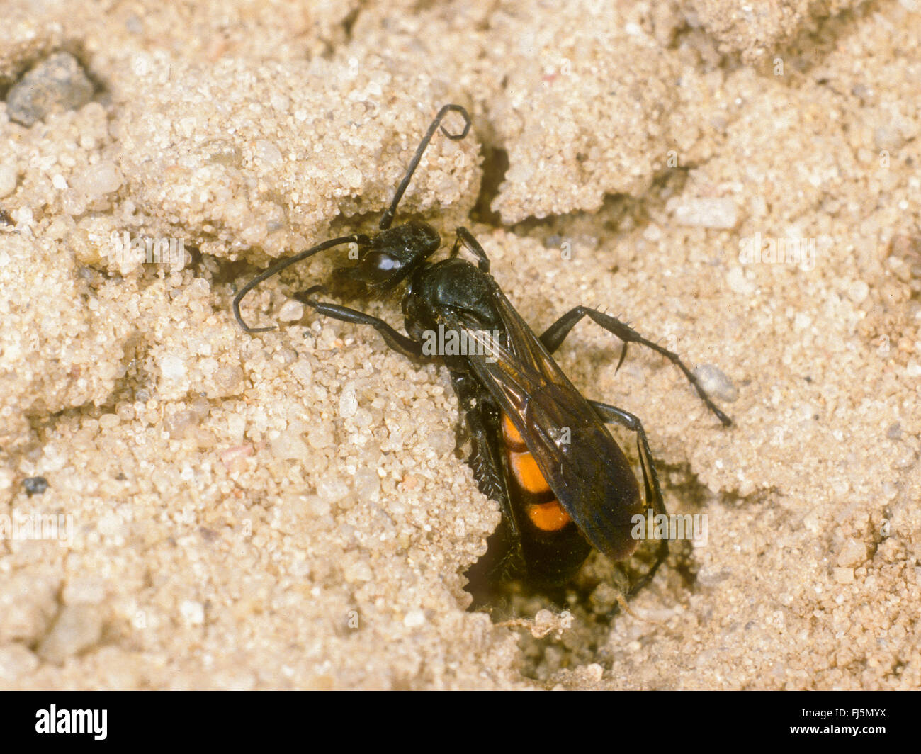 Black-banded spider wasp (Anoplius viaticus, Anoplius fuscus, Pompilus viaticus), Female closes the nest, Germany Stock Photo