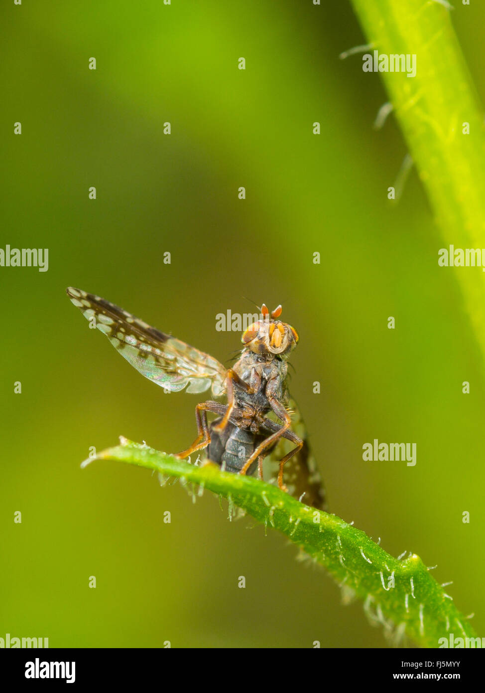 Tephritid fly (Tephritis neesii), Wing-waving male on ox-eye daisy (Leucanthemum vulgare), Germany Stock Photo