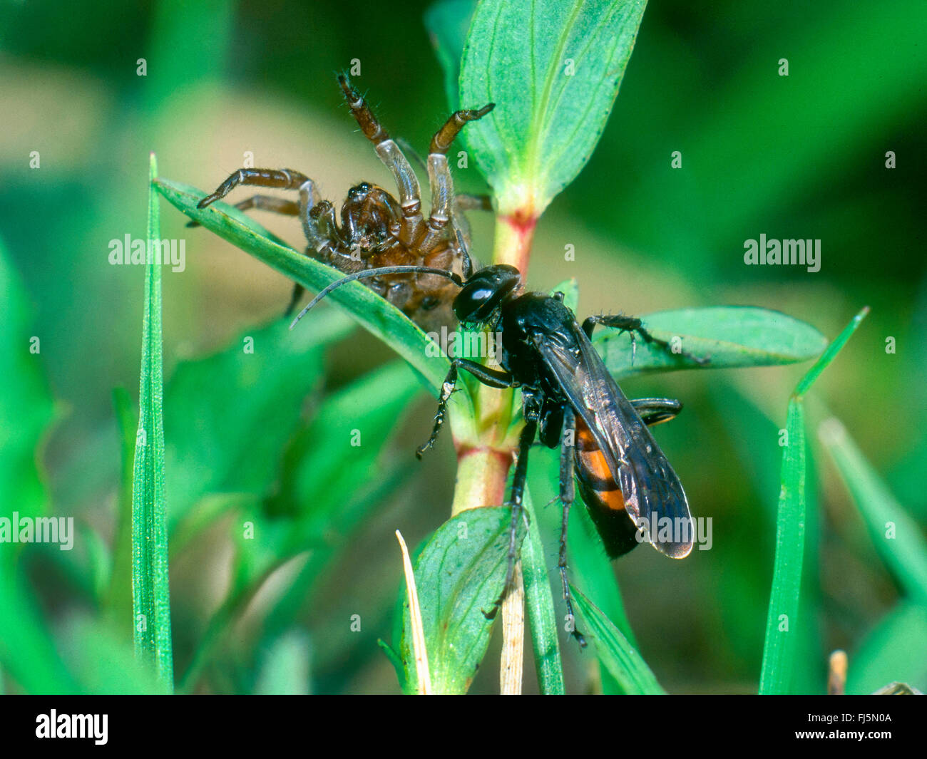 Black-banded spider wasp (Anoplius viaticus, Anoplius fuscus, Pompilus viaticus), Female hanging captured and paralyzed Wolf Spider (Lycosidae) in a plant, Germany Stock Photo