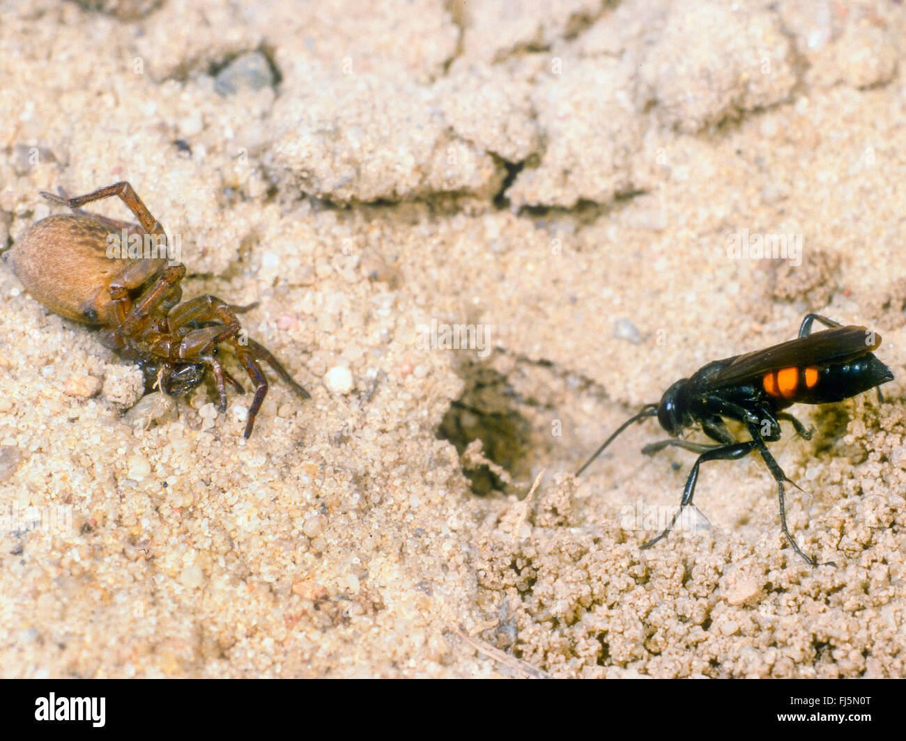 Black-banded spider wasp (Anoplius viaticus, Anoplius fuscus, Pompilus viaticus), Female with captured paralyzed Wolf Spider (Lycosidae) at the nest, Germany Stock Photo