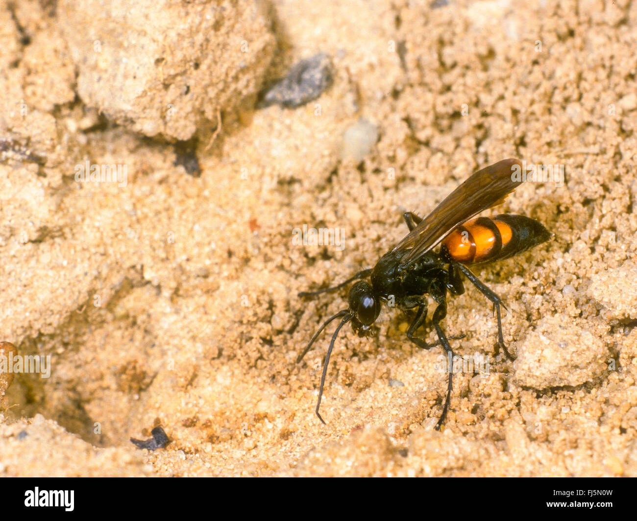 Black-banded spider wasp (Anoplius viaticus, Anoplius fuscus, Pompilus viaticus), Female digging the nest, Germany Stock Photo