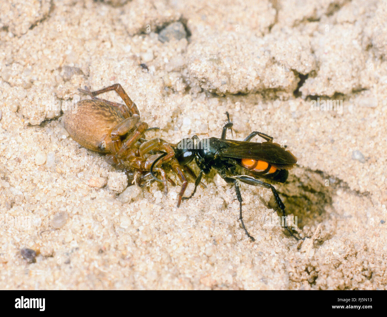 Black-banded spider wasp (Anoplius viaticus, Anoplius fuscus, Pompilus viaticus), Female pulls captured paralyzed Wolf Spider (Lycosidae) into the nest, Germany Stock Photo