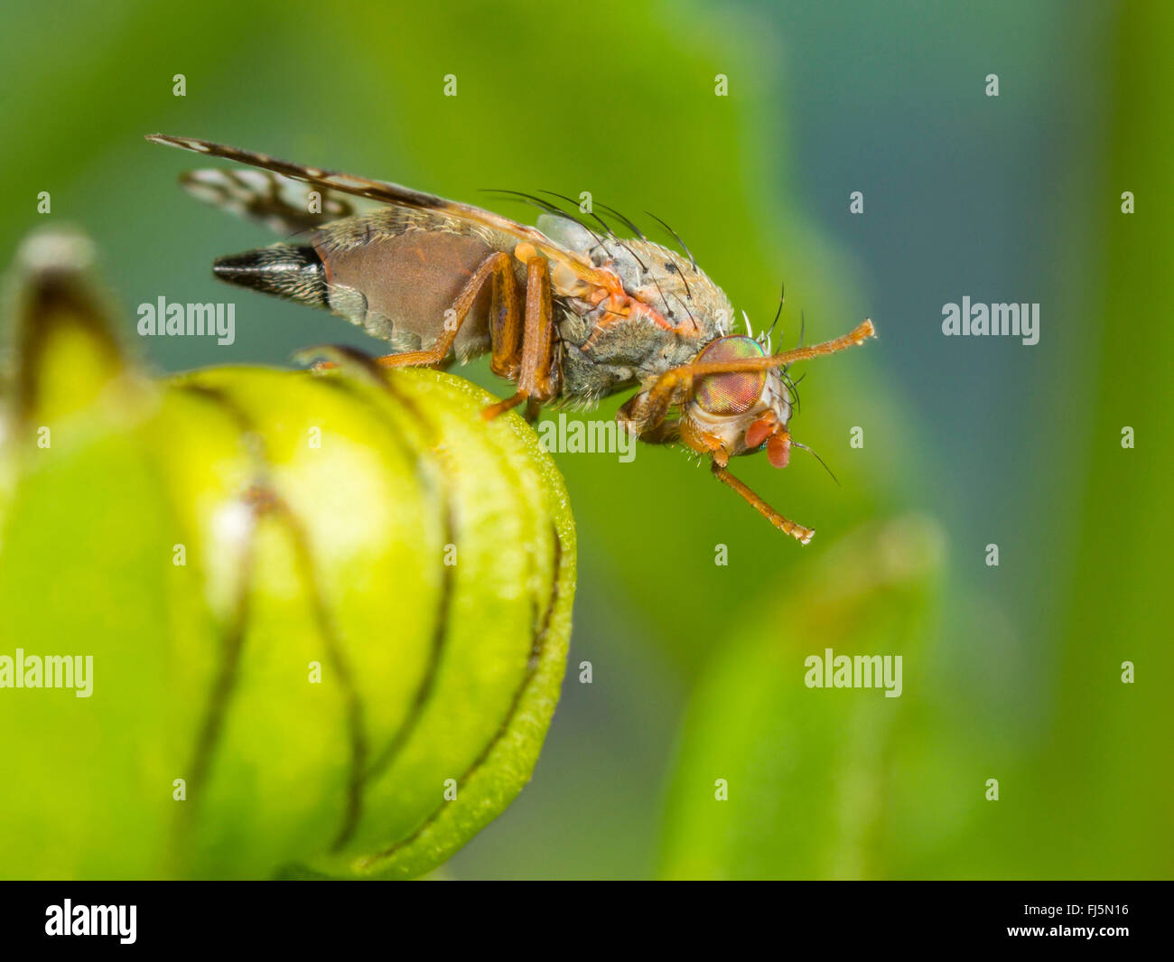 Tephritid fly (Tephritis neesii), female on ox-eye daisy (Leucanthemum vulgare), Germany Stock Photo