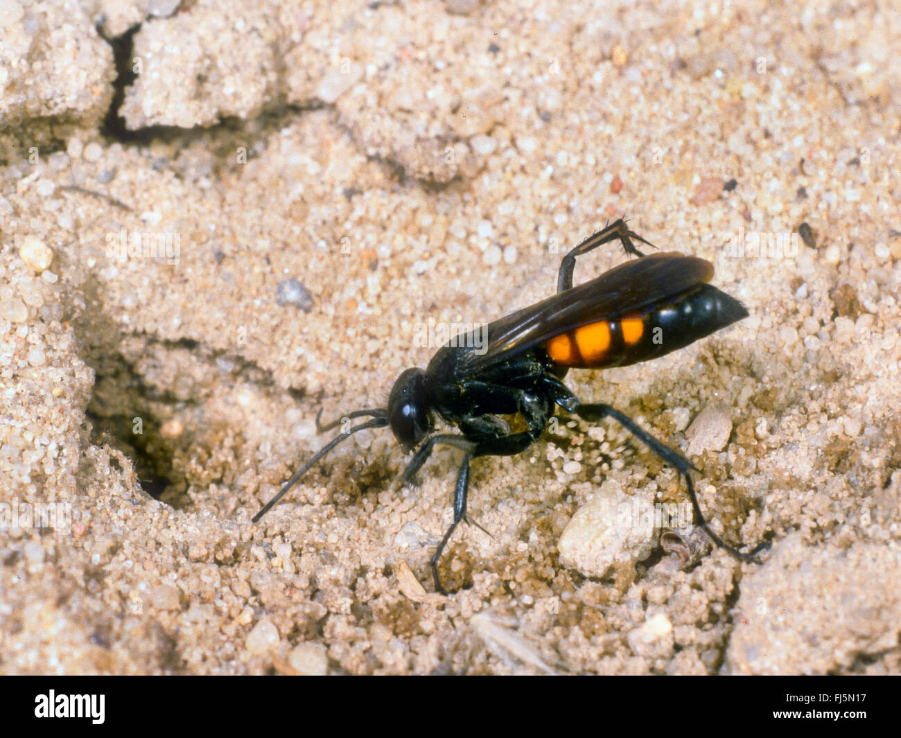 Black-banded spider wasp (Anoplius viaticus, Anoplius fuscus, Pompilus viaticus), Female  digging the nest, Germany Stock Photo