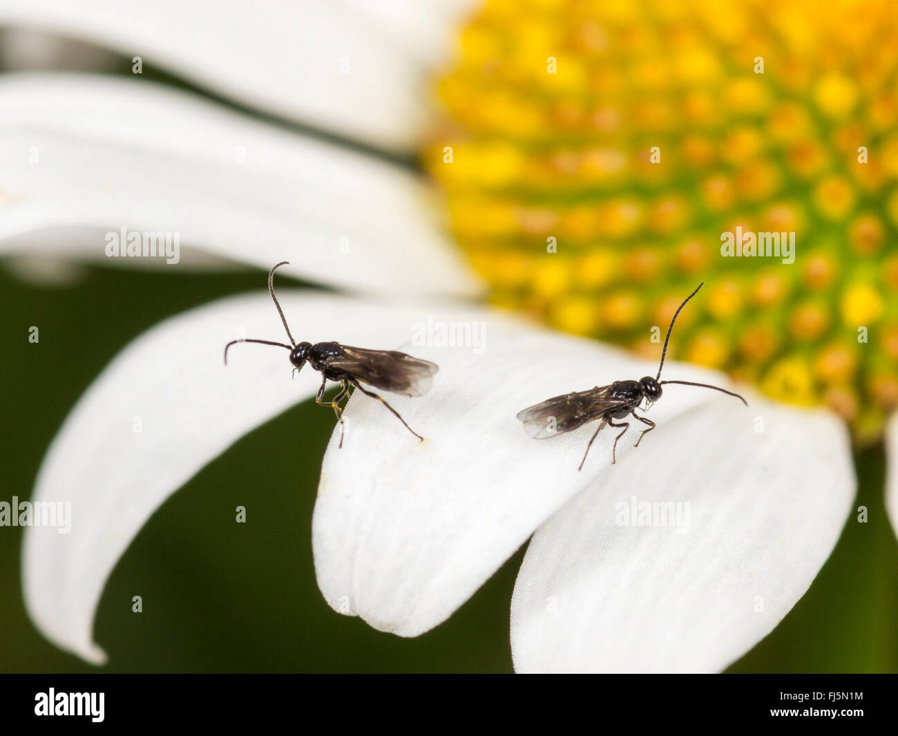 braconid, braconid wasp (Bracon atrator), Males on the flower of oxeye-daisy (Leucanthemum vulgare), Germany Stock Photo