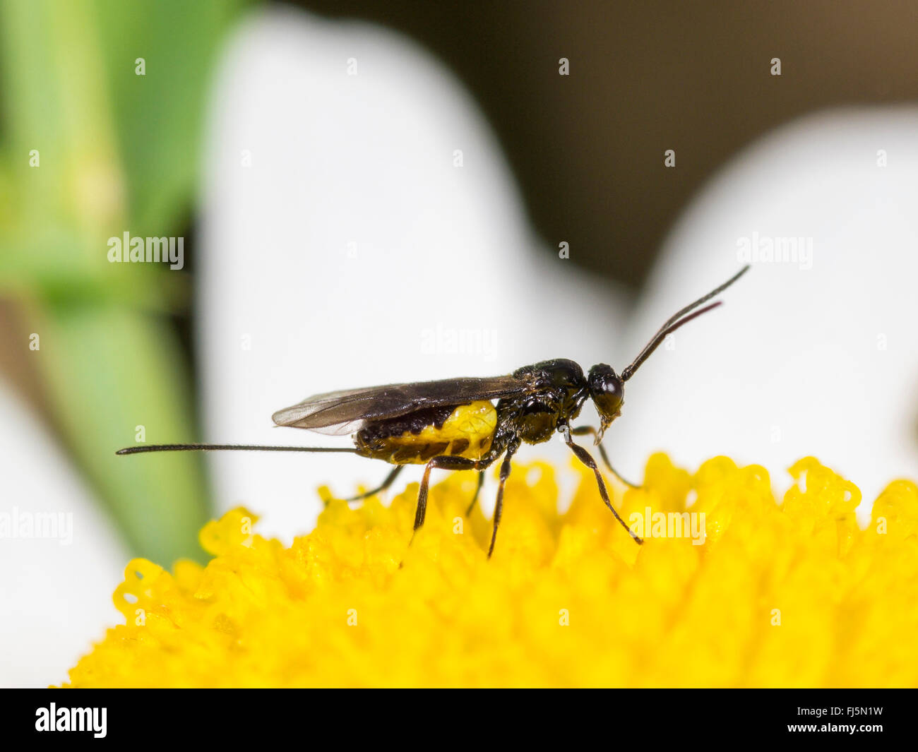 braconid, braconid wasp (Bracon atrator), Female on a flower of oxeye