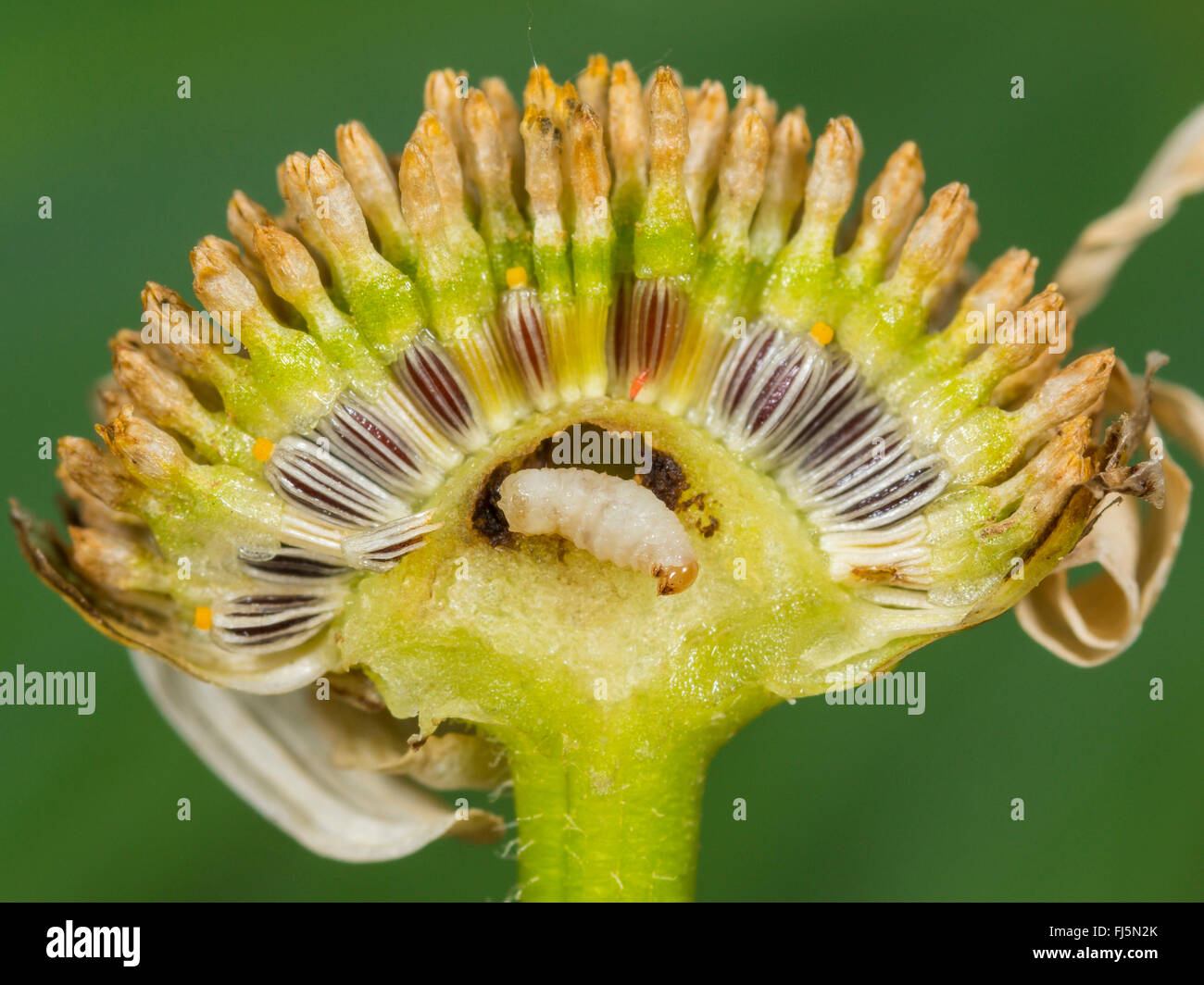 braconid, braconid wasp (Bracon atrator), Mature larva in the torus of oxeye-daisy (Leucanthemum vulgare), Germany Stock Photo