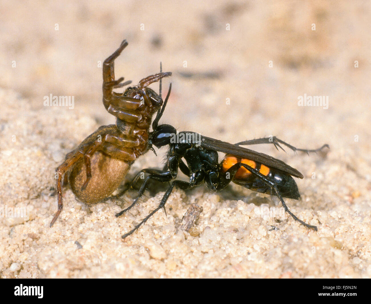 Black-banded spider wasp (Anoplius viaticus, Anoplius fuscus, Pompilus viaticus), Female transportes captured and paralyzed Wolf Spider (Lycosidae) to the nest, Germany Stock Photo