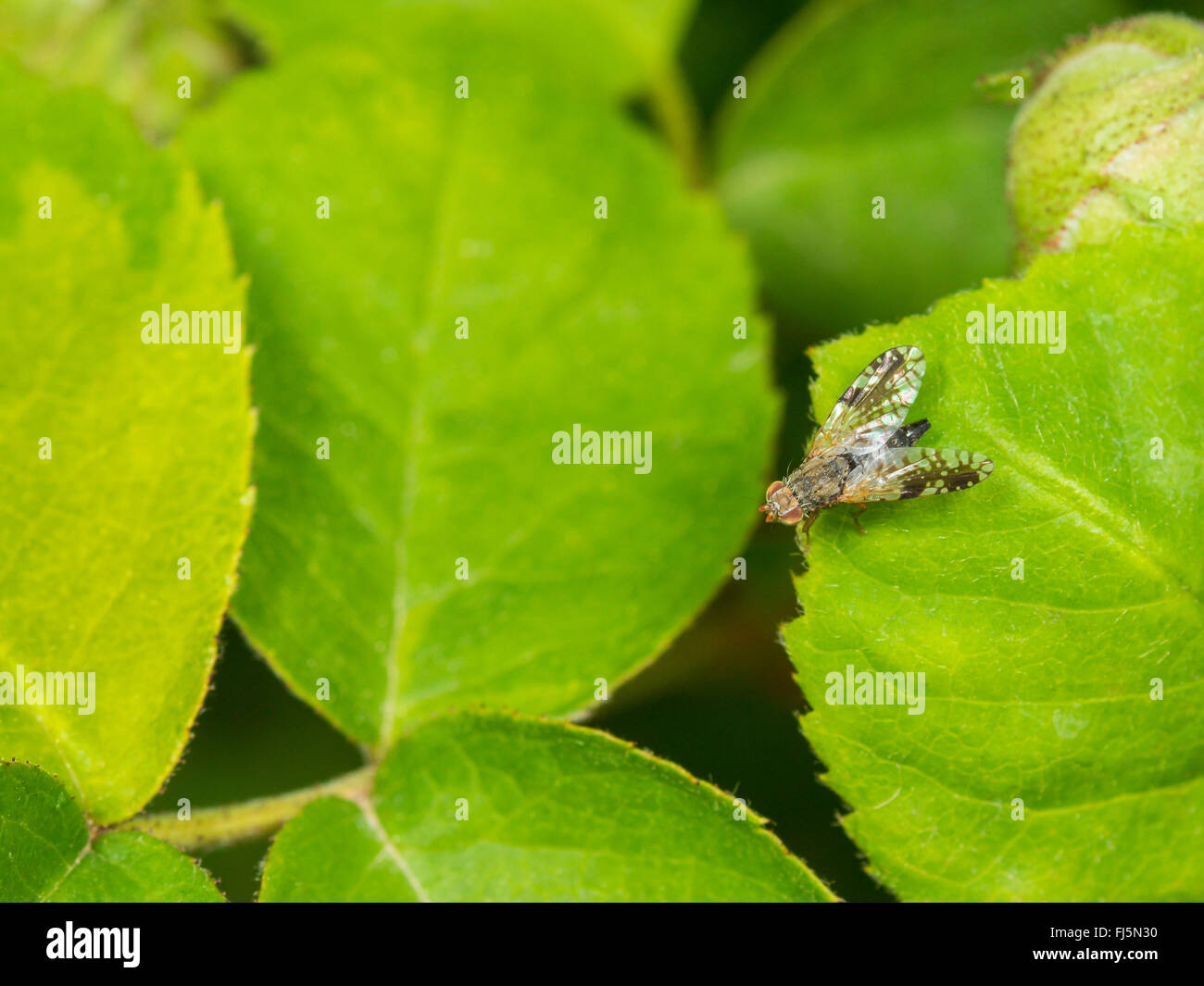 Tephritid fly (Tephritis neesii), Female sitting on a rose leaf, Germany Stock Photo