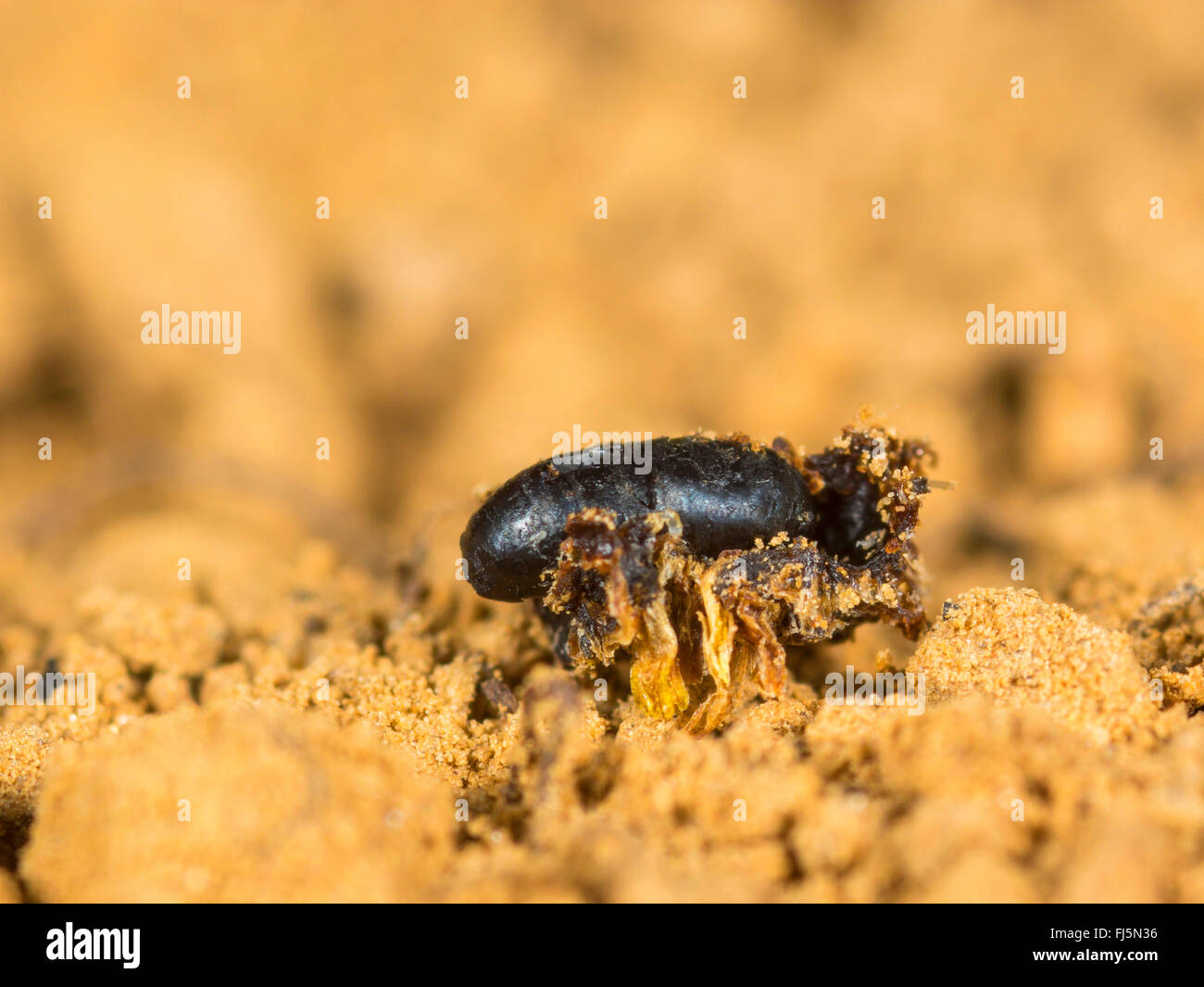Tephritid fly (Tephritis neesii), Pupa on the ground, Germany Stock Photo