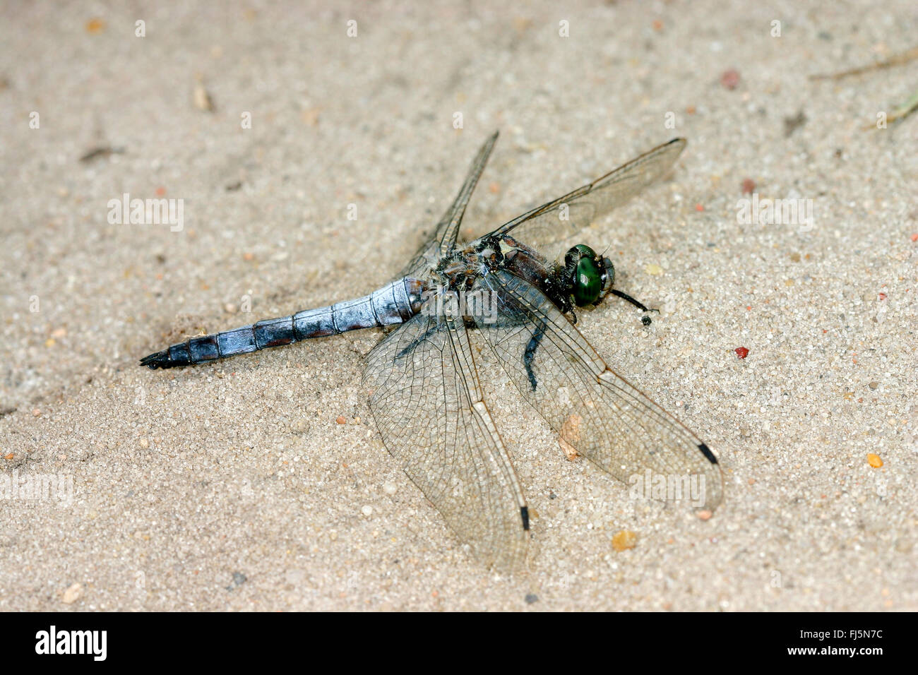 black-tailed skimmer (Orthetrum cancellatum), male on sand, Germany ...