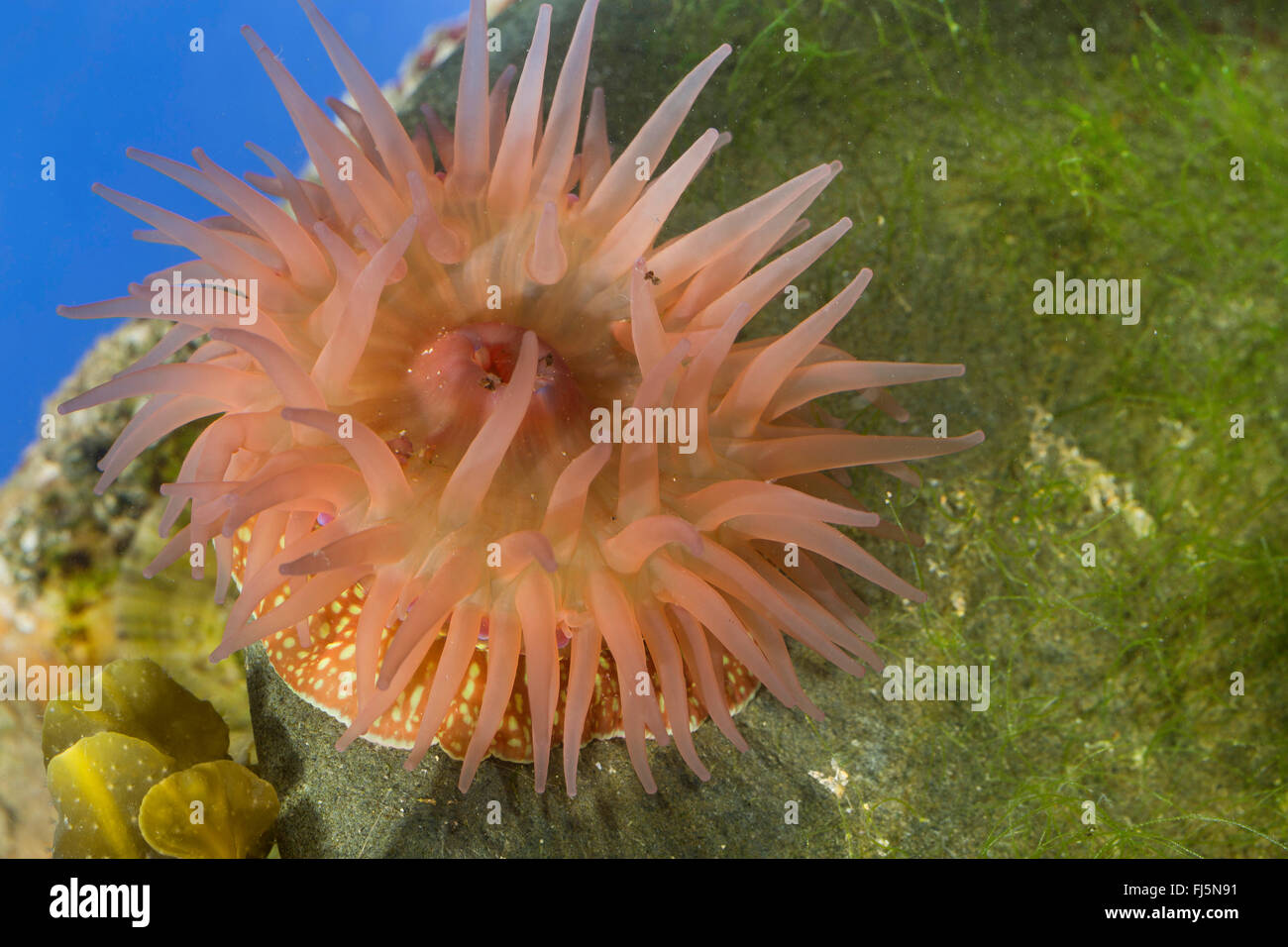 strawberry anemone (Actinia fragacea, Actinia equina var. fragacea), top view Stock Photo