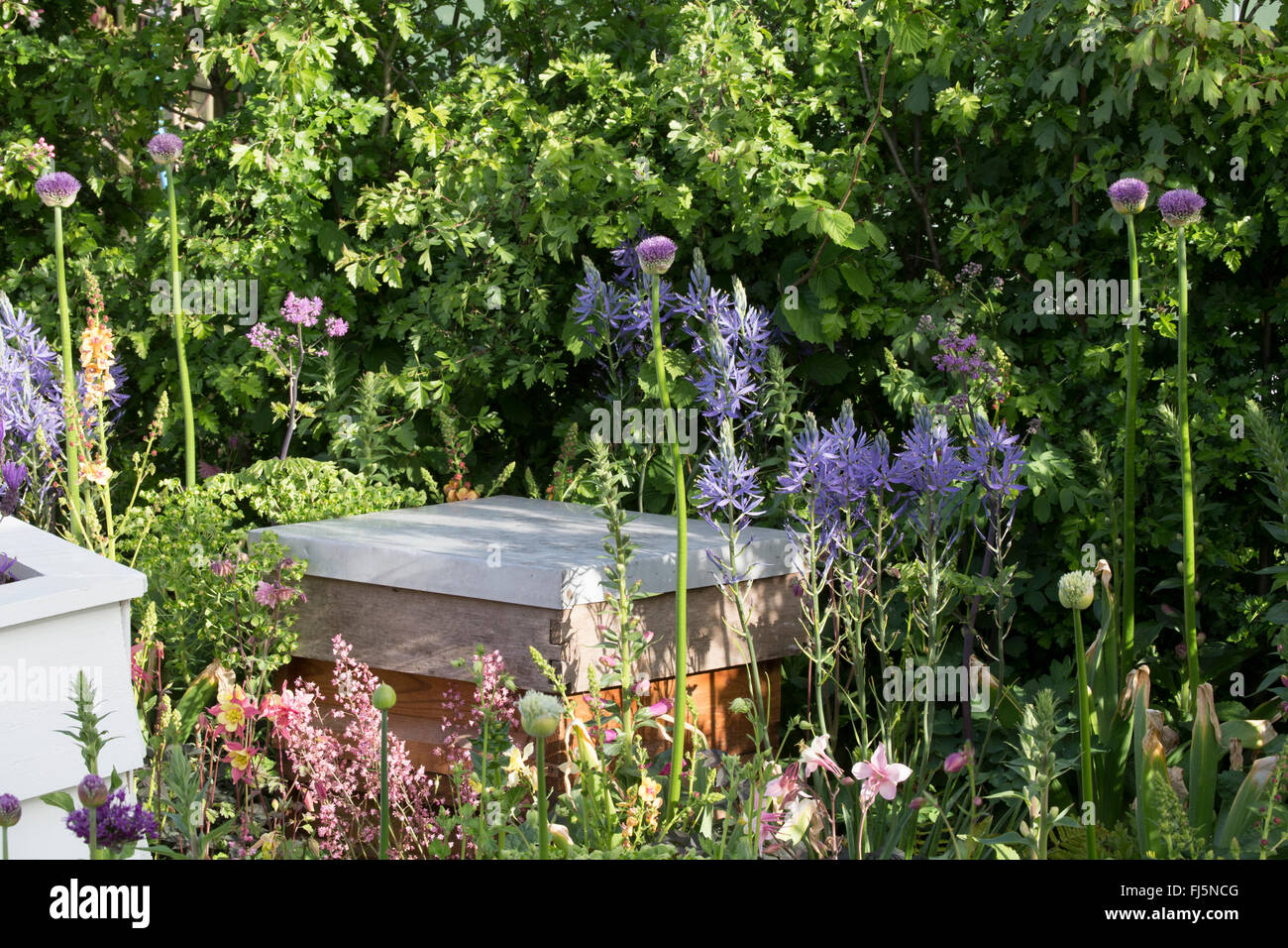 Wildlife friendly small urban garden with beehive in a flower bed for bees planting of Alliums - Camassia leichtlinii England GB UK Stock Photo