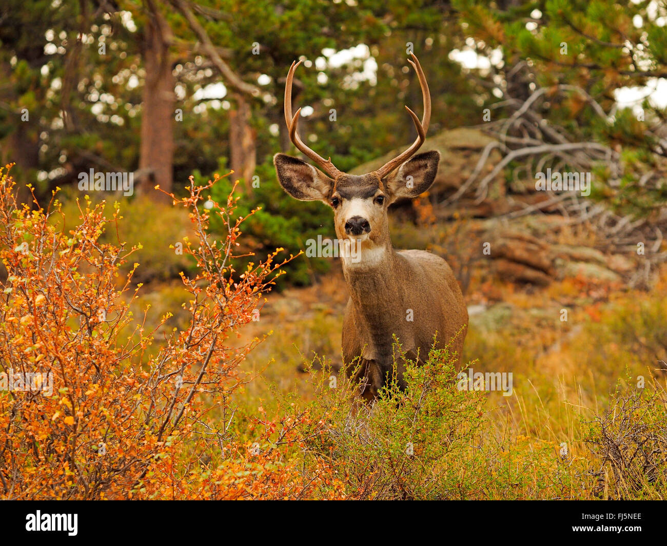 Mule deer, Black-tailed deer (Odocoileus hemionus), stag in autumn scenery, USA, Colorado, Rocky Mountain National Park Stock Photo