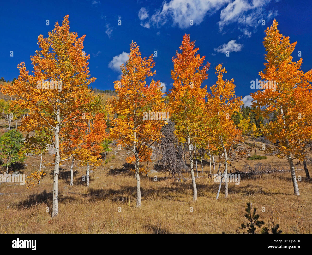 Trembling aspen hi-res stock photography and images - Alamy