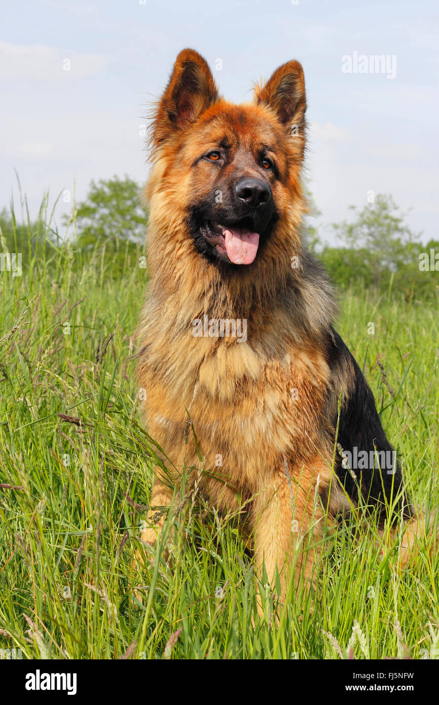 German sheepdog hi res stock photography and images Alamy