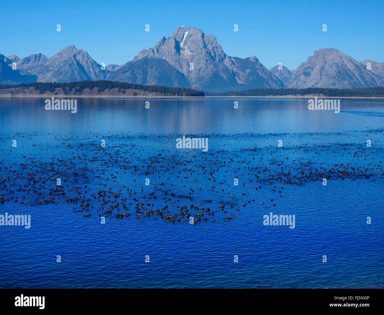American coot (Fulica americana), Lake Jackson with lots of American coots and Mt. Moran in the back, USA, Wyoming, Grand Teton National Park Stock Photo