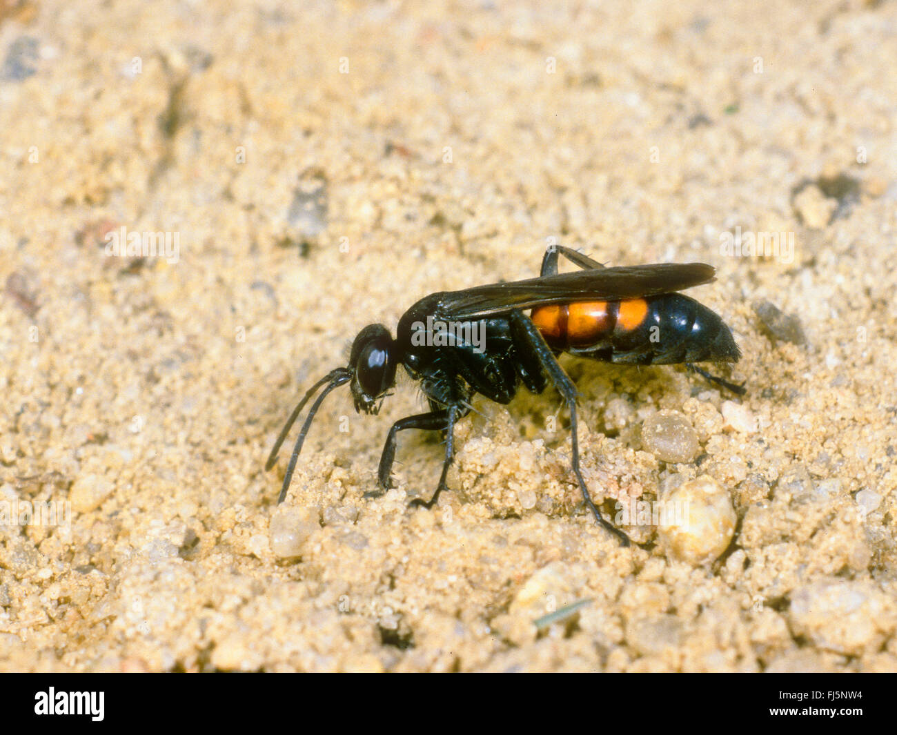 Black-banded spider wasp (Anoplius viaticus, Anoplius fuscus, Pompilus viaticus), Female sitting on sandy ground, Germany Stock Photo