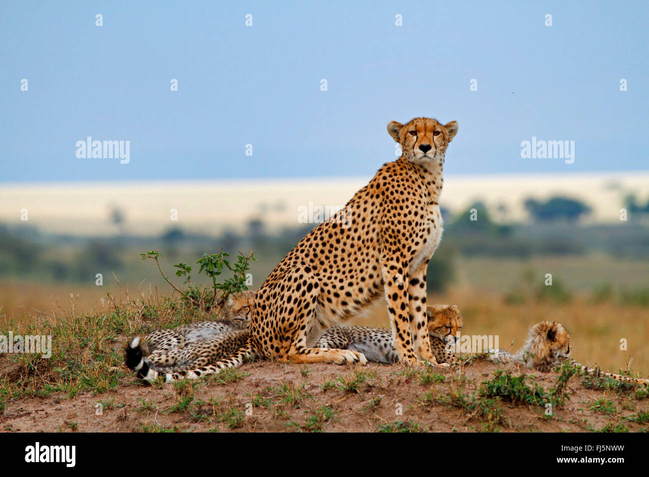 cheetah (Acinonyx jubatus), family in savannah, Kenya, Masai Mara National Park Stock Photo