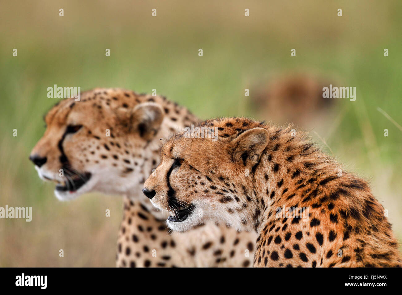 cheetah (Acinonyx jubatus), portrait of two cheetahs, side view, Kenya ...