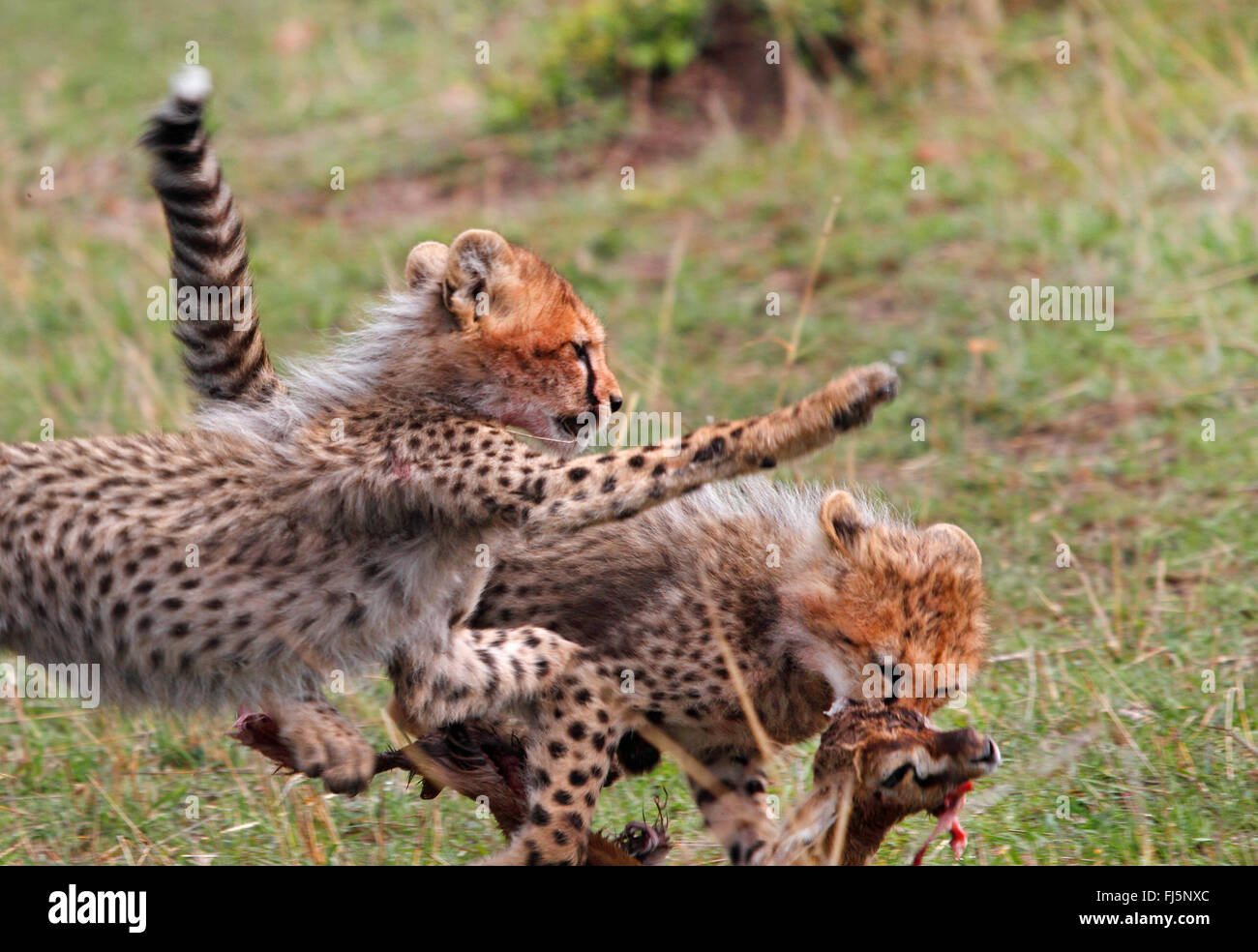 cheetah (Acinonyx jubatus), catching an antelope, Kenya, Masai Mara