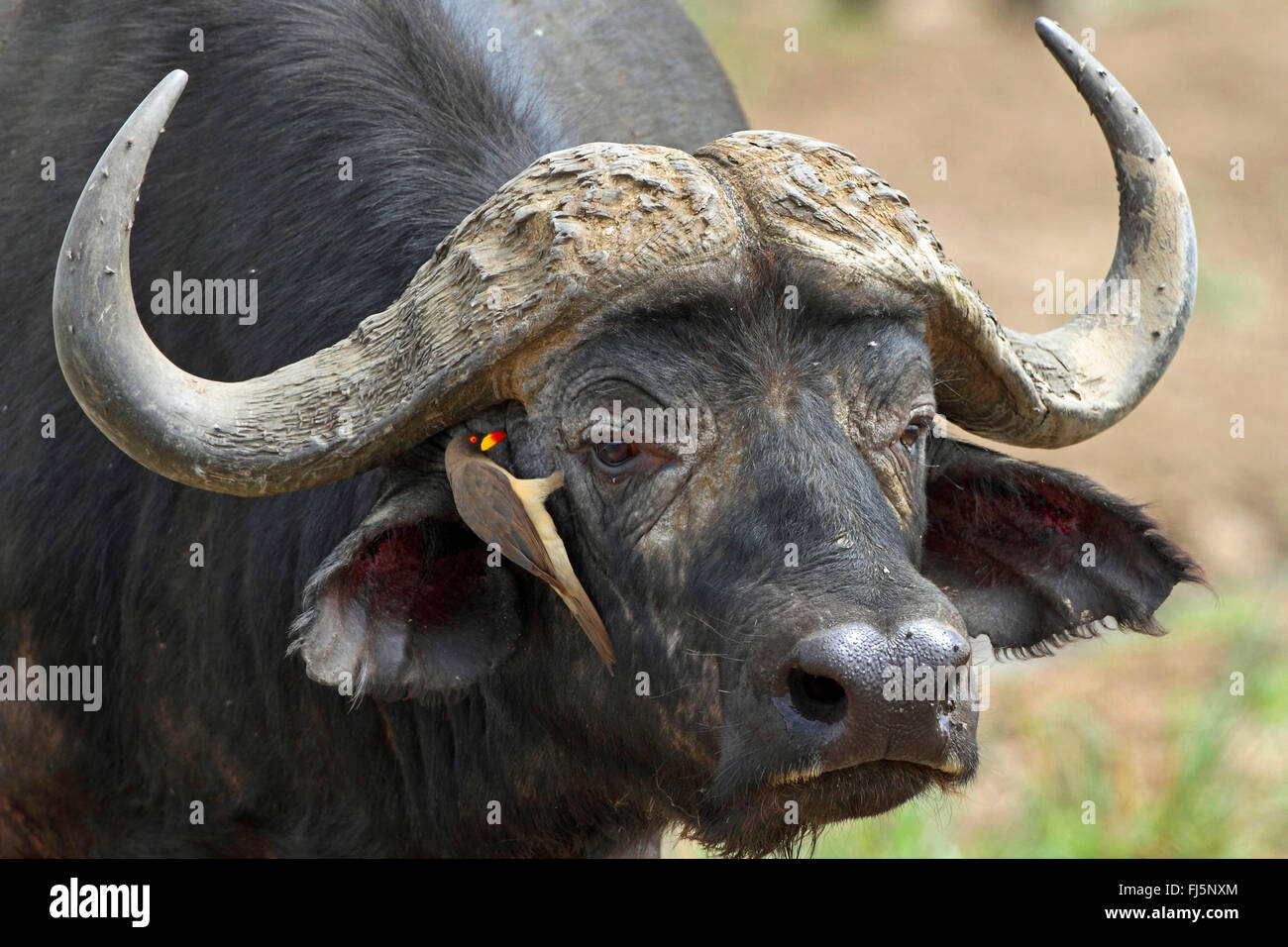 Close View Buffalo High Resolution Stock Photography and - Alamy