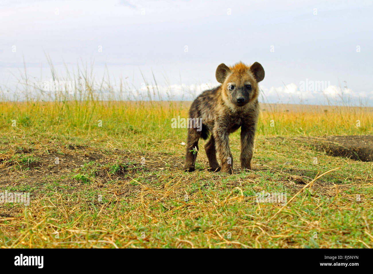 spotted hyena (Crocuta crocuta), cub in savannah, Kenya, Masai Mara National Park Stock Photo