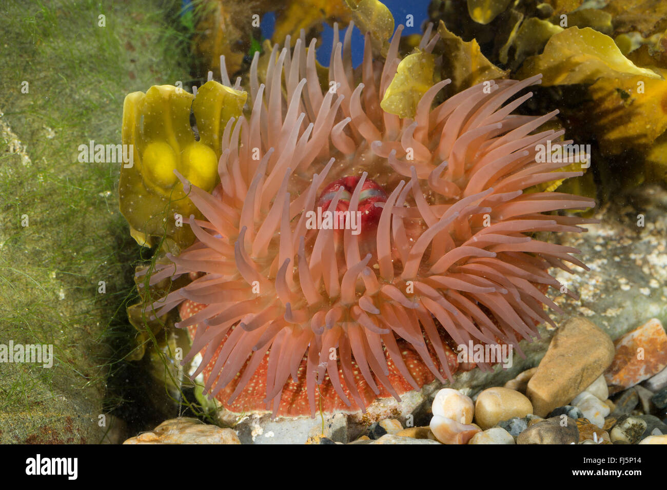 strawberry anemone (Actinia fragacea, Actinia equina var. fragacea), top view Stock Photo
