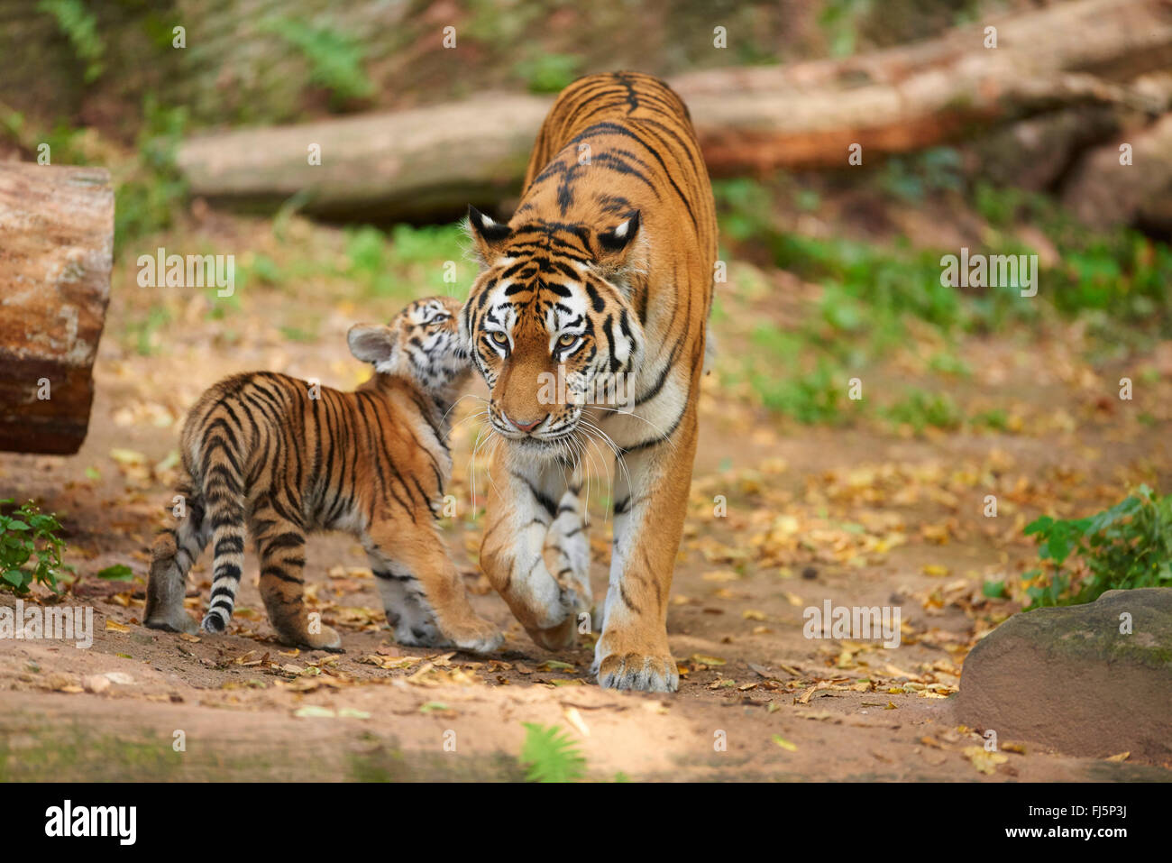 Siberian tiger, Amurian tiger (Panthera tigris altaica), female with cub in outdoor enclosure Stock Photo