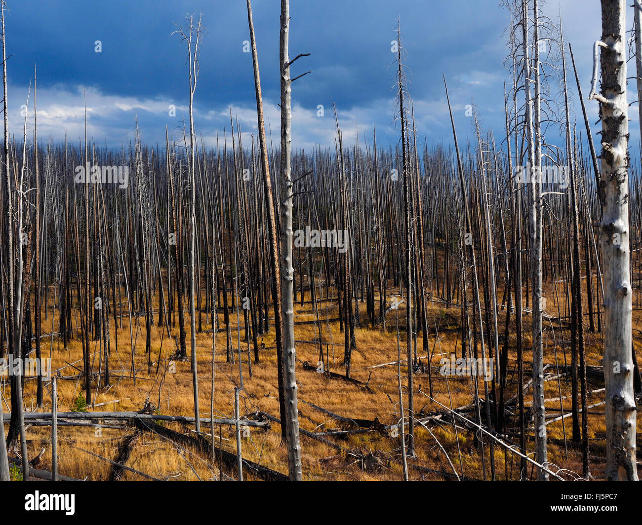 remains of a forest fire, USA, Wyoming, Yellowstone National Park Stock Photo