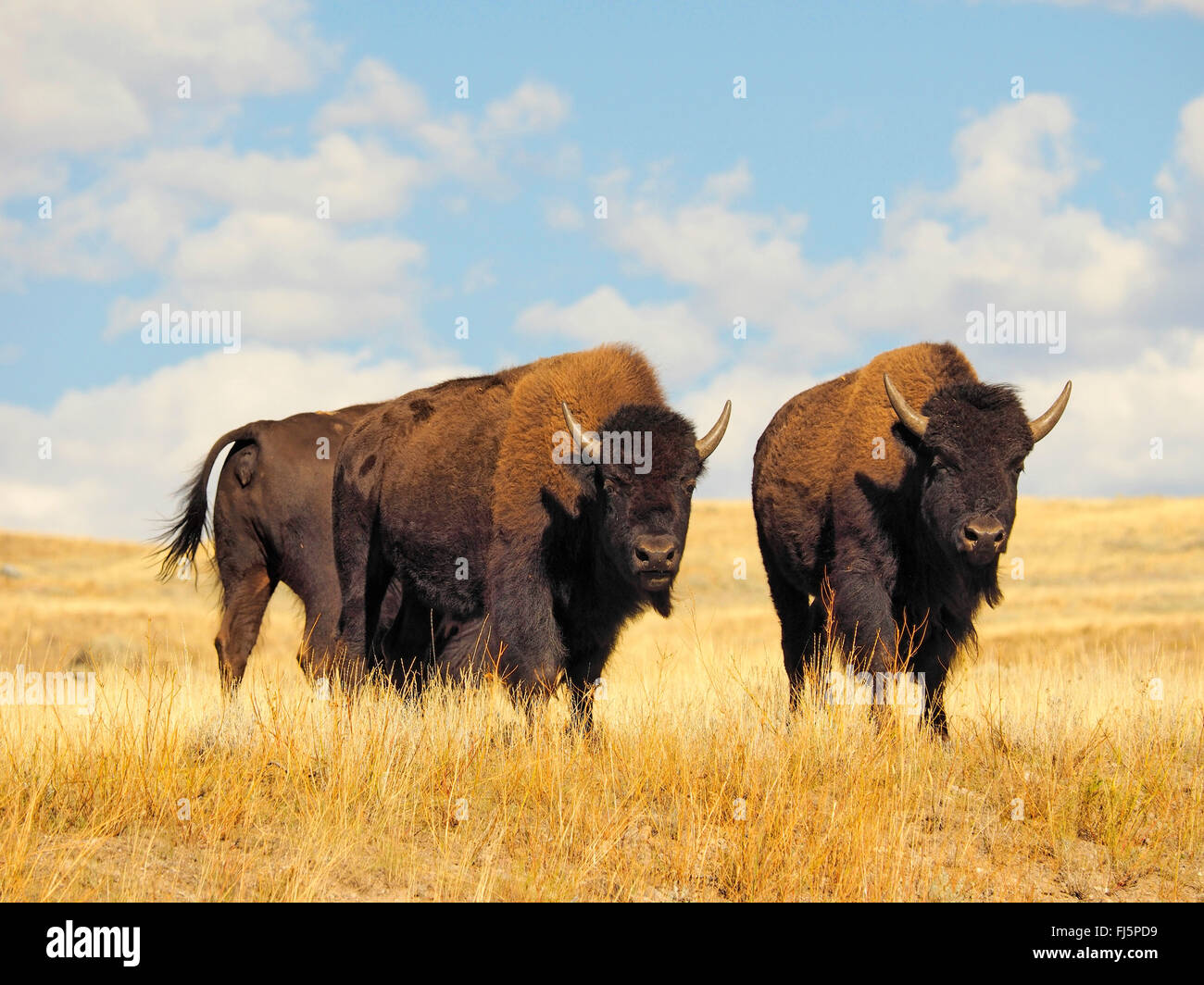 American bison, buffalo (Bison bison), herd of buffalos, USA, Wyoming, Yellowstone National Park, Lamar Valley Stock Photo