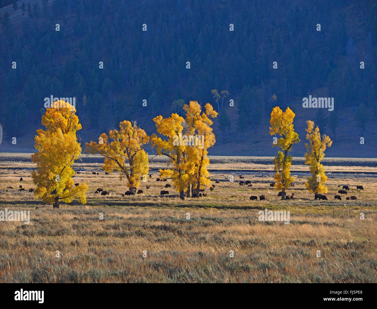 American bison, buffalo (Bison bison), herd of buffalos in Lamar Valley, USA, Wyoming, Yellowstone National Park Stock Photo