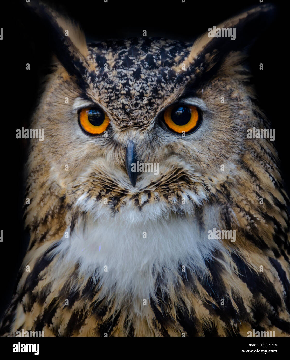 Colour portrait of Eurasian Eagle Owl (Bubo bubo) Stock Photo
