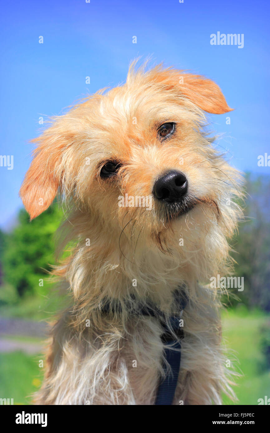 norfolk terrier dachshund mix