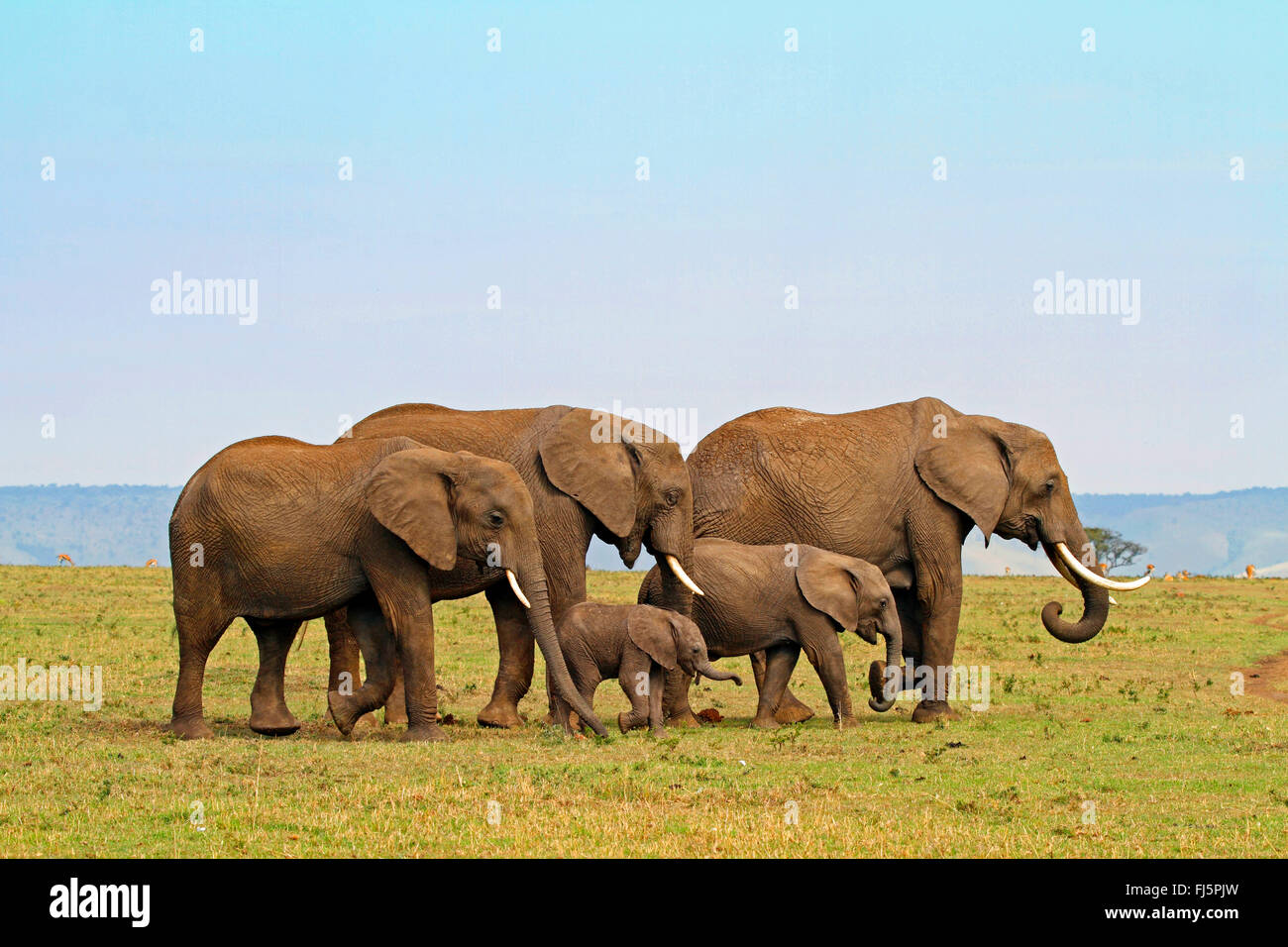 African elephant (Loxodonta africana), herd with , Kenya, Masai Mara National Park Stock Photo