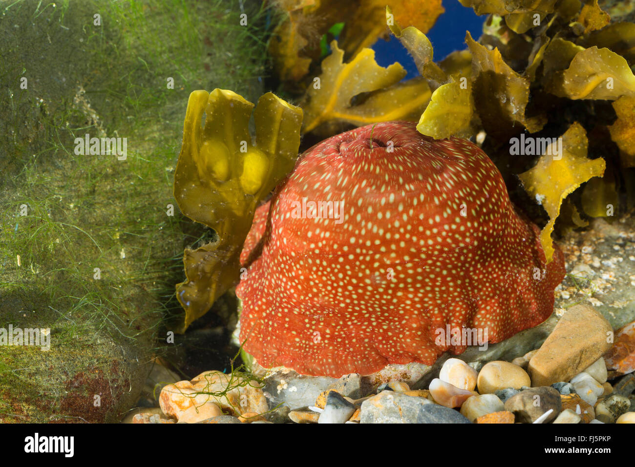 strawberry anemone (Actinia fragacea, Actinia equina var. fragacea), with inserted tentacles Stock Photo