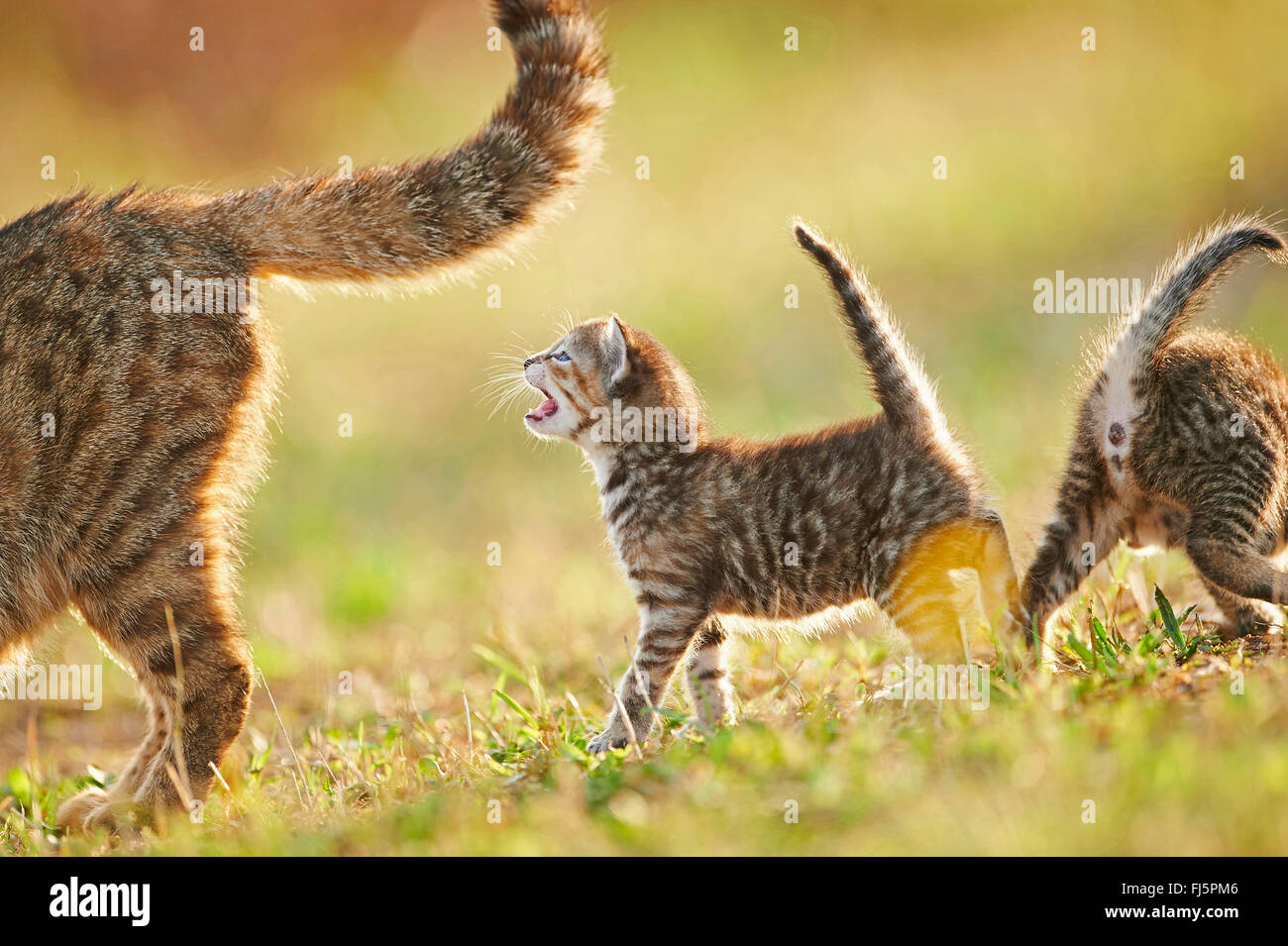 domestic cat, house cat (Felis silvestris f. catus), miaowing kitten with one sibling and mother in a meadow, Germany Stock Photo