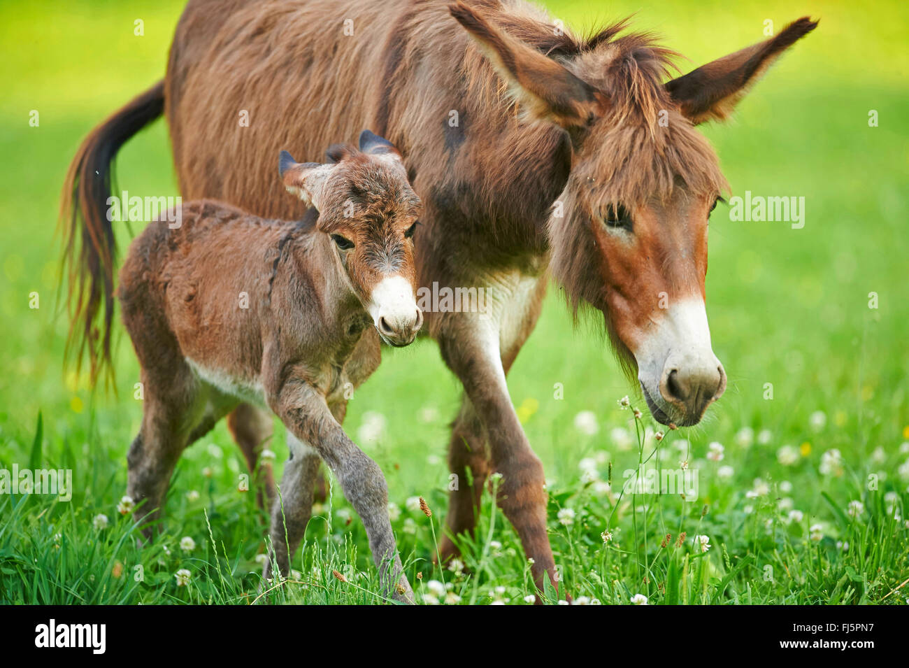 Domestic donkey (Equus asinus asinus), donkey foal with mother in a meadow, Germany Stock Photo