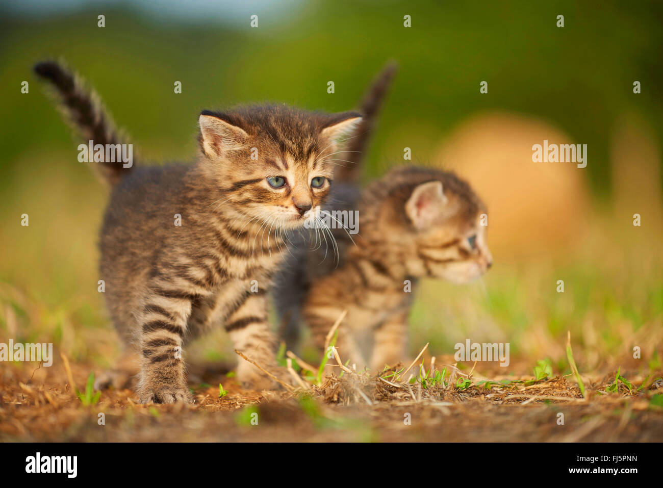 domestic cat, house cat (Felis silvestris f. catus), kitten with one sibling in a meadow, Germany Stock Photo