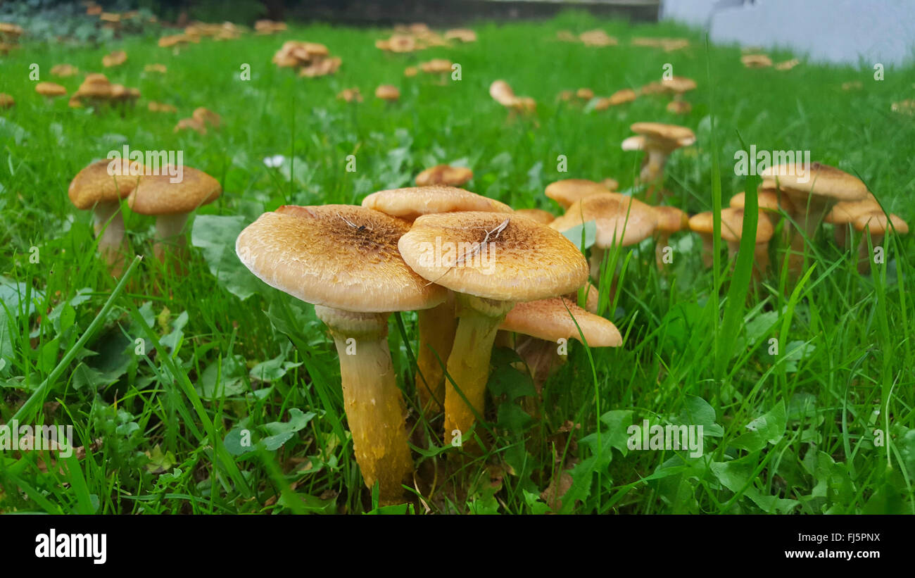 honey fungus (Armillaria mellea), on a meadow in a garden, Germany, North Rhine-Westphalia Stock Photo