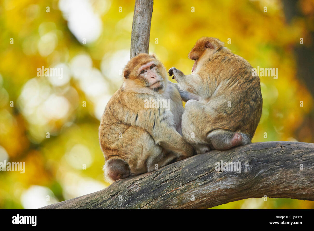 barbary ape, barbary macaque (Macaca sylvanus), two barbary apes grooming Stock Photo