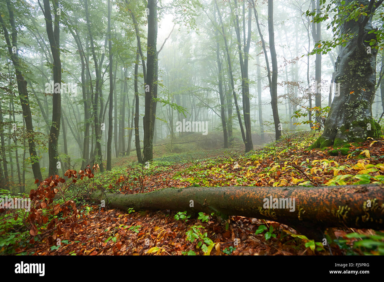 common beech (Fagus sylvatica), fallen tree in a misty beech forest in autumn, Germany, Bavaria, Oberpfalz Stock Photo