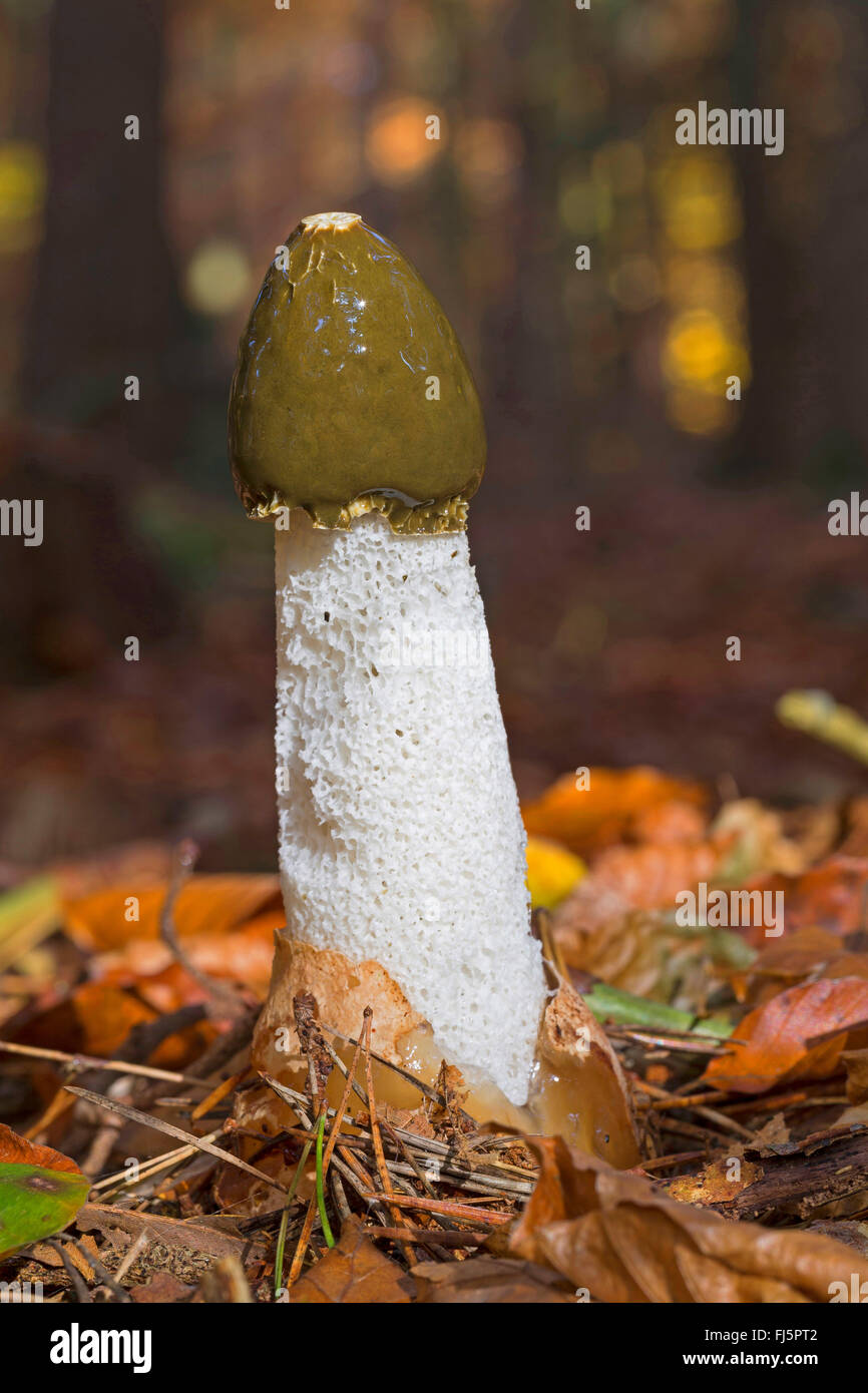 stinkhorn (Phallus impudicus), fruiting body on forest floor, Germany Stock Photo