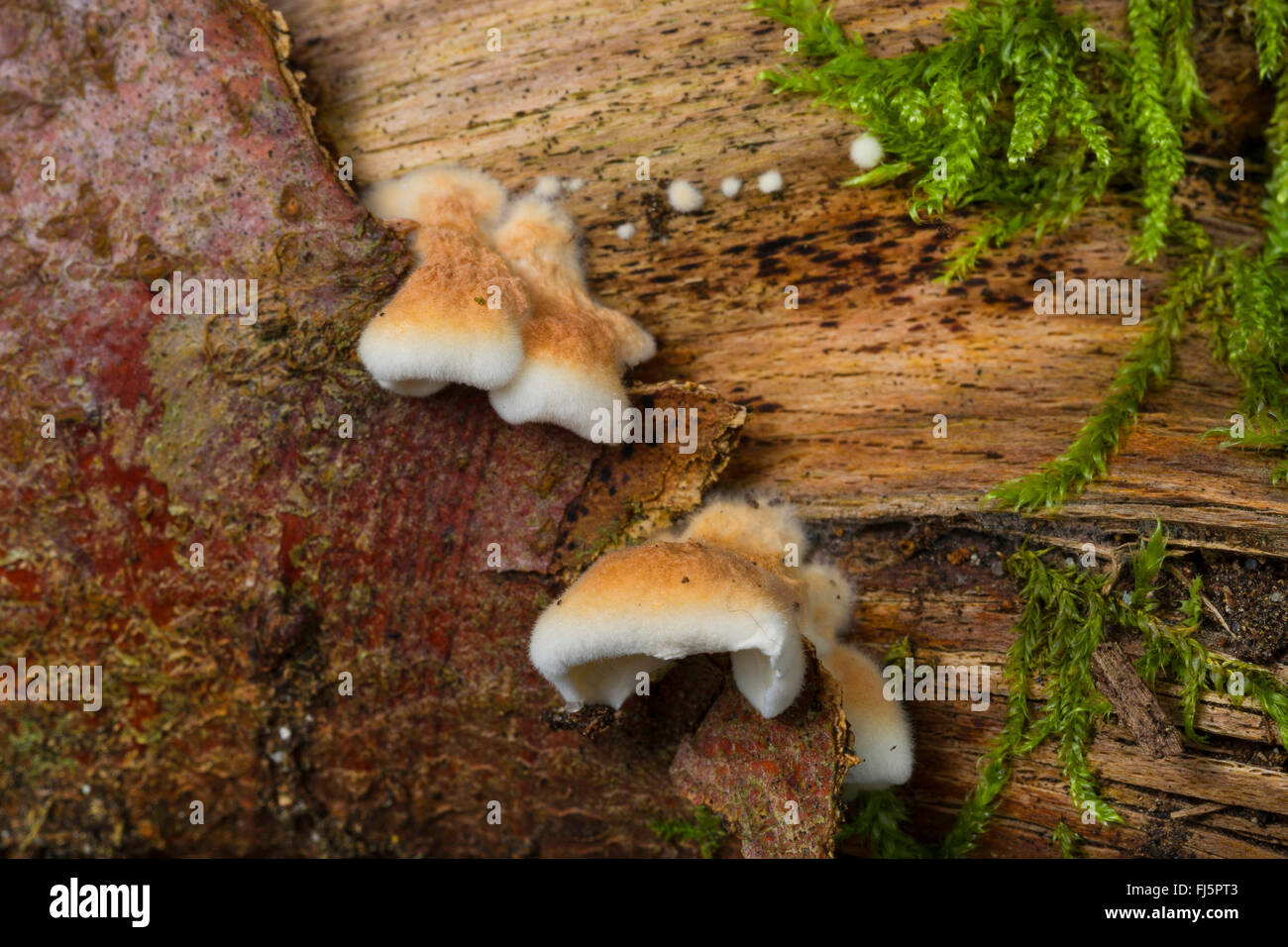 Plicatura crispa (Plicatura crispa, Plicatura faginea, Plicaturopsis crispa), fruiting bodies on a tree trunk, Germany Stock Photo