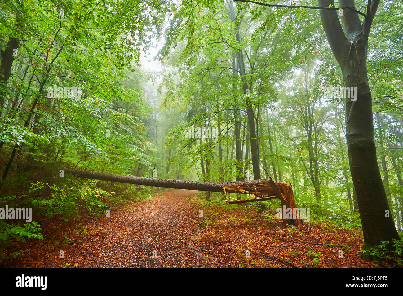 common beech (Fagus sylvatica), fallen tree in a misty beech forest in autumn, Germany, Bavaria, Oberpfalz Stock Photo