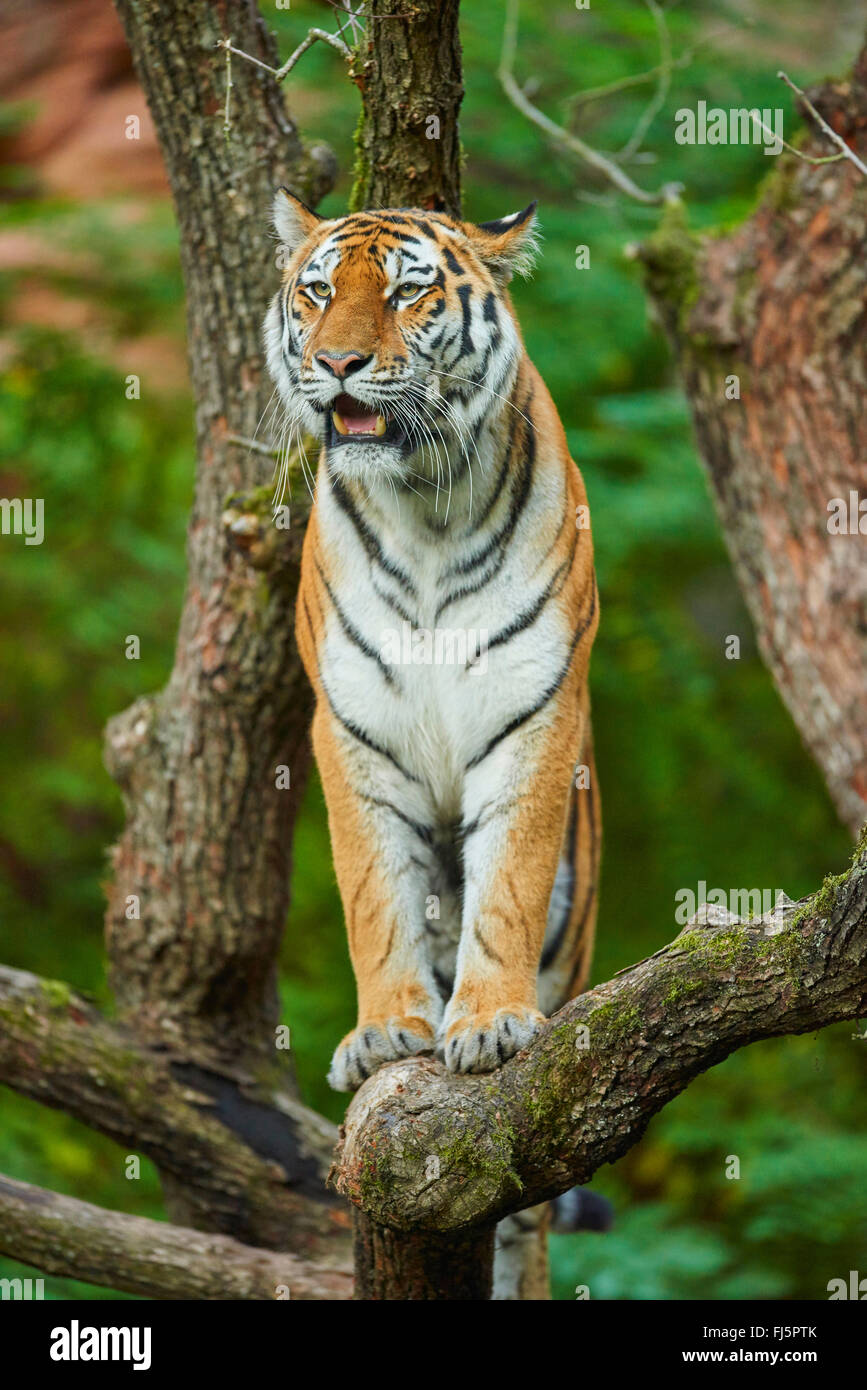 Siberian tiger, Amurian tiger (Panthera tigris altaica), on a tree Stock Photo