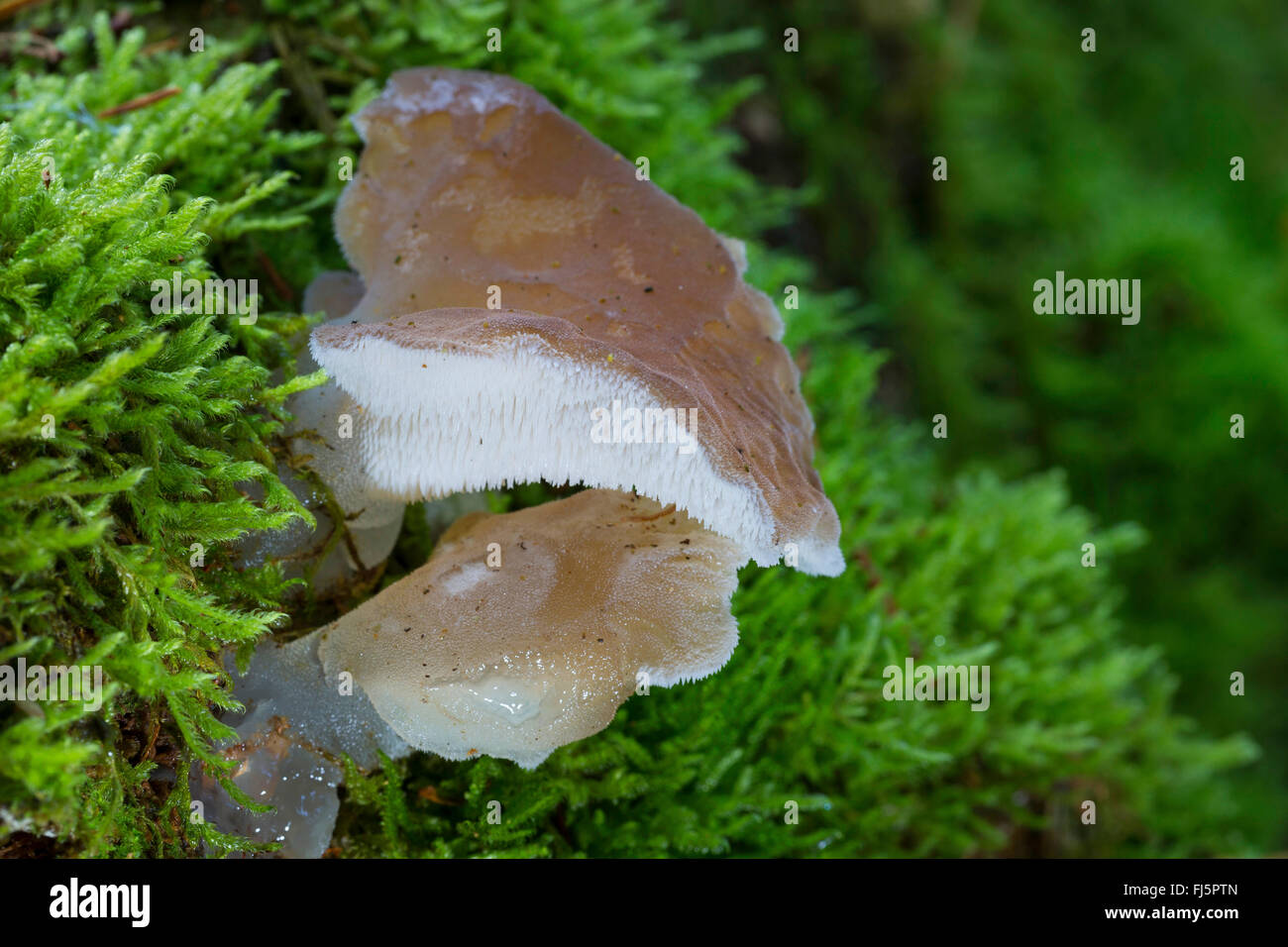 toothed jelly fungus, false hedgehog mushroom, cat's tongue, white jelly mushroom (Pseudohydnum gelatinosum, Hydnum gelatinosum), two fruiting bodies with moss, Germany Stock Photo
